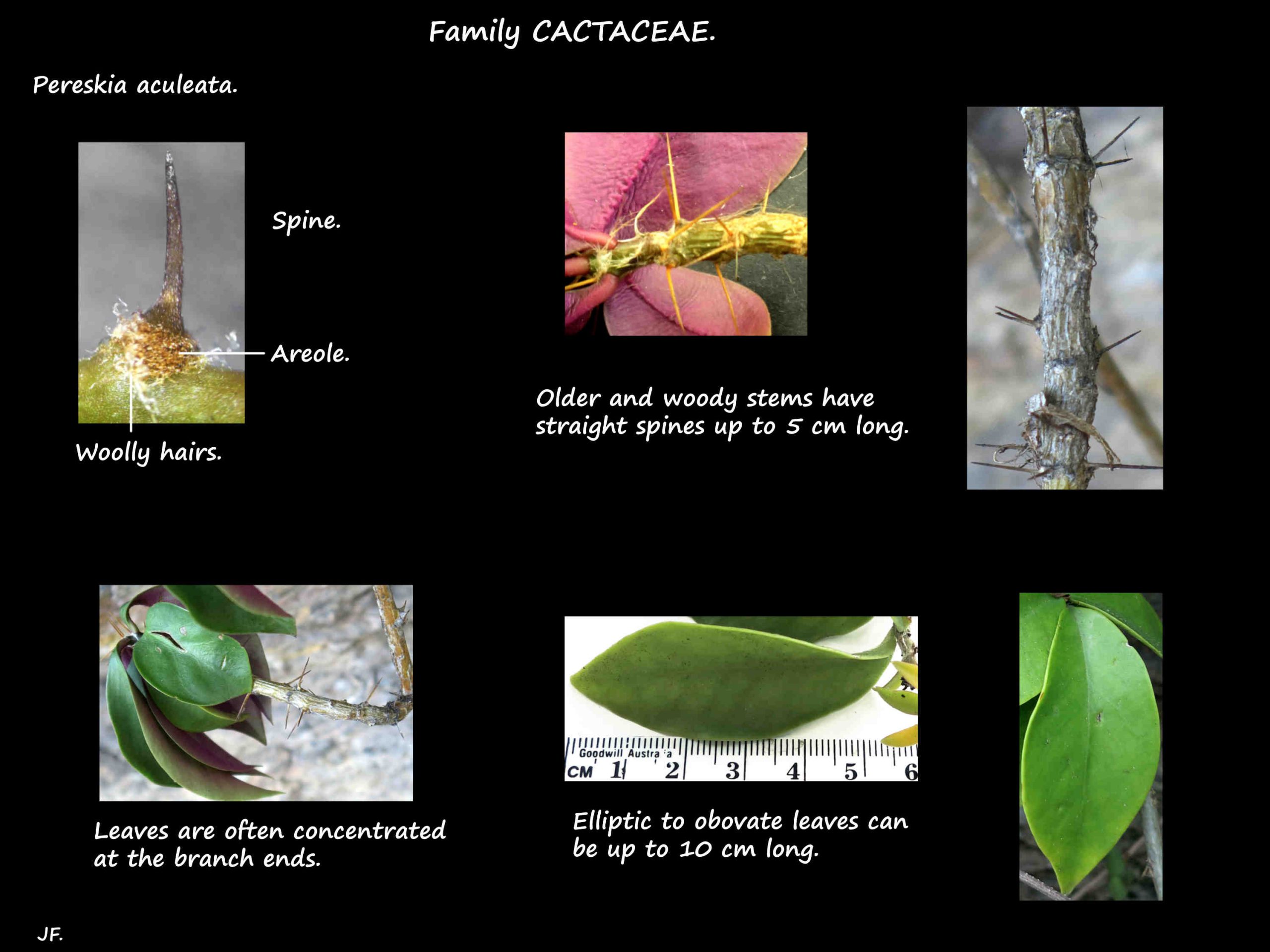 2 Pereskia aculeata spines